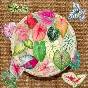 May include: A collection of colorful, stylized Caladium leaves in various shades of pink, red, green, and white, arranged on a circular, beige background. The leaves have intricate vein patterns and are set against a textured, brown background.