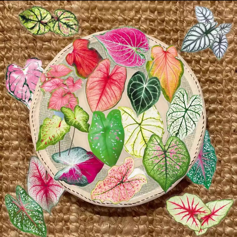 May include: A collection of colorful, stylized Caladium leaves in various shades of pink, red, green, and white, arranged on a circular, beige background. The leaves have intricate vein patterns and are set against a textured, brown background.