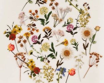 May include: A collection of pressed flowers and leaves, including roses, daisies, and wildflowers, arranged in a heart shape on a white background.