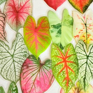 May include: An overhead shot of various colorful Caladium leaves. The leaves display a range of colors, including red, pink, green, and white, with intricate veining patterns. The leaves are arranged on a white surface, creating a vibrant and natural display.