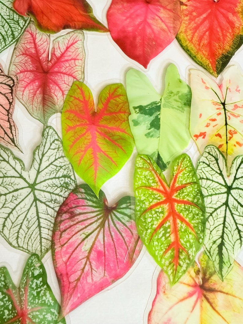May include: An overhead shot of various colorful Caladium leaves. The leaves display a range of colors, including red, pink, green, and white, with intricate veining patterns. The leaves are arranged on a white surface, creating a vibrant and natural display.