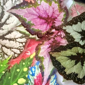 May include: Close-up of colorful begonia leaves. The leaves display a variety of patterns and colors, including pink, green, white, and red. The leaves have unique textures and shapes, creating a visually appealing arrangement.