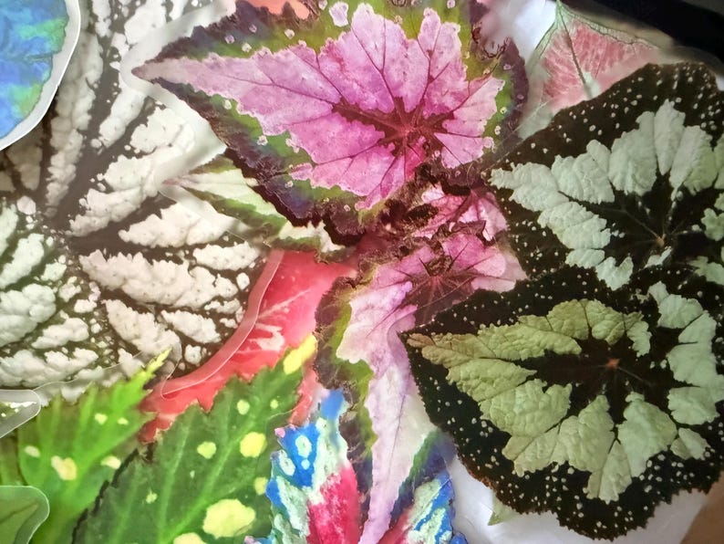 May include: Close-up of colorful begonia leaves. The leaves display a variety of patterns and colors, including pink, green, white, and red. The leaves have unique textures and shapes, creating a visually appealing arrangement.