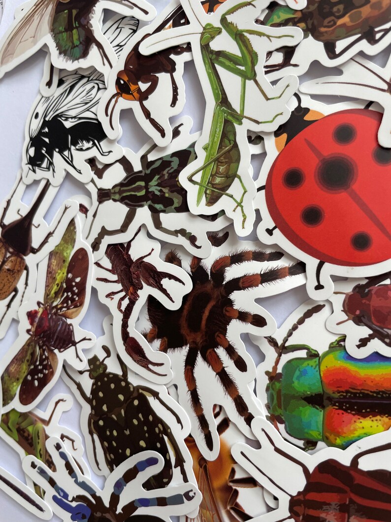 Insect Rainbow Sticker Large Vinyl Insect Stickers | Die Cut Decal Set | Waterproof Reusable ...