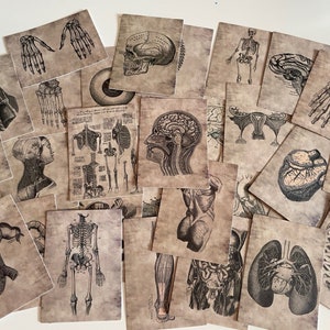 Anatomy Gothic stickers  | skull |  lungs | skeleton biology | body anatomy | black and white | sepia | science | body | brain | muscles |