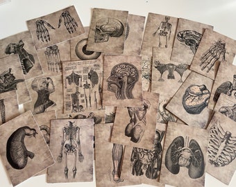 May include: A collection of vintage anatomical illustrations printed on cards. The illustrations depict various parts of the human body, including the skeleton, brain, heart, lungs, and digestive system.