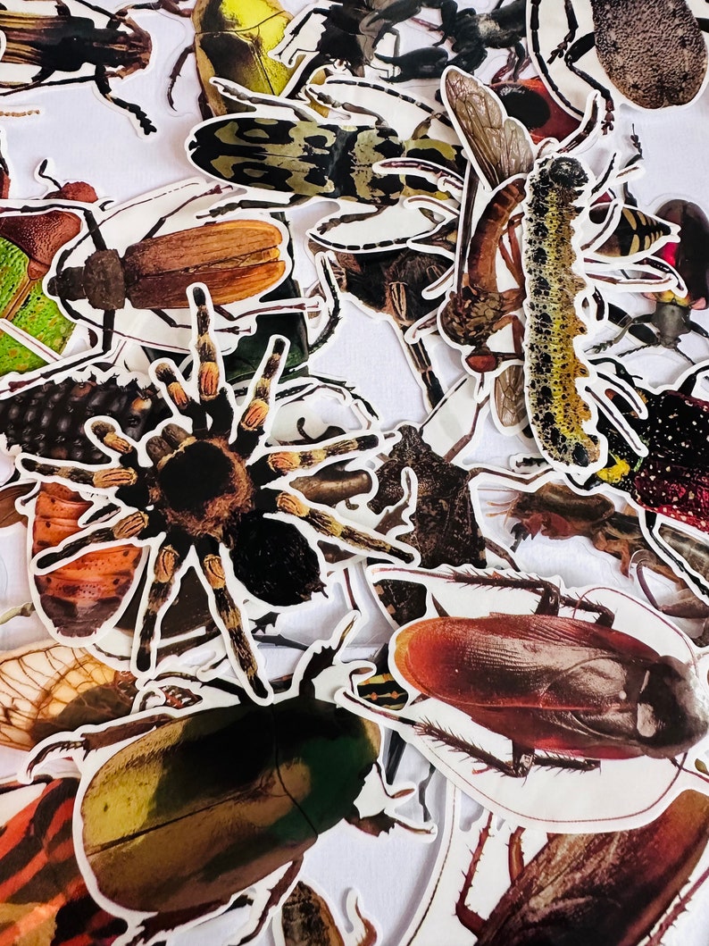 Large Vinyl Transparent Insect Stickers | Die Cut Decal Set ...