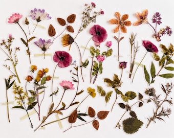 May include: A collection of assorted pressed flower and leaf stickers featuring various botanical specimens in shades of pink, purple, yellow, orange, and green. Each individual plant element is rendered with realistic detail and clear outlines.
