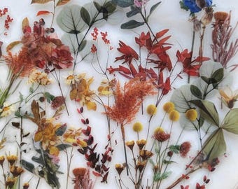 May include: Assortment of pressed flowers and leaves in various shades of red, orange, yellow, green, and blue. The flowers are arranged in a random pattern on a white background.