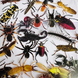 Stickers insectes transparents en vinyle grand format | de décalcomanies découpées | Réutilisable | Insectes Araignées Fourmis Crawlies effrayants | Créations artisanales pour ordinateur portable
