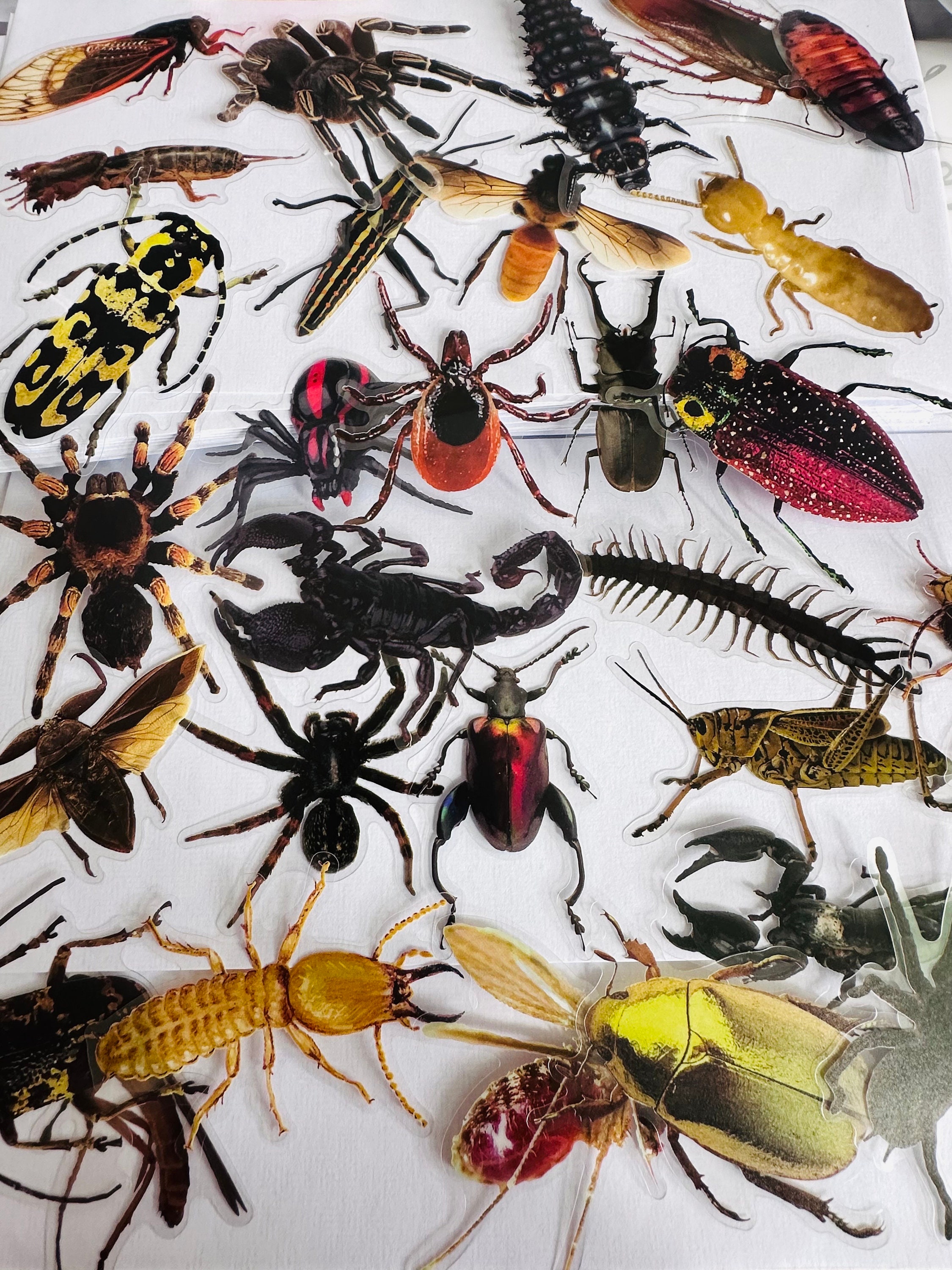 Large Vinyl Transparent Insect Stickers | Die Cut Decal Set ...