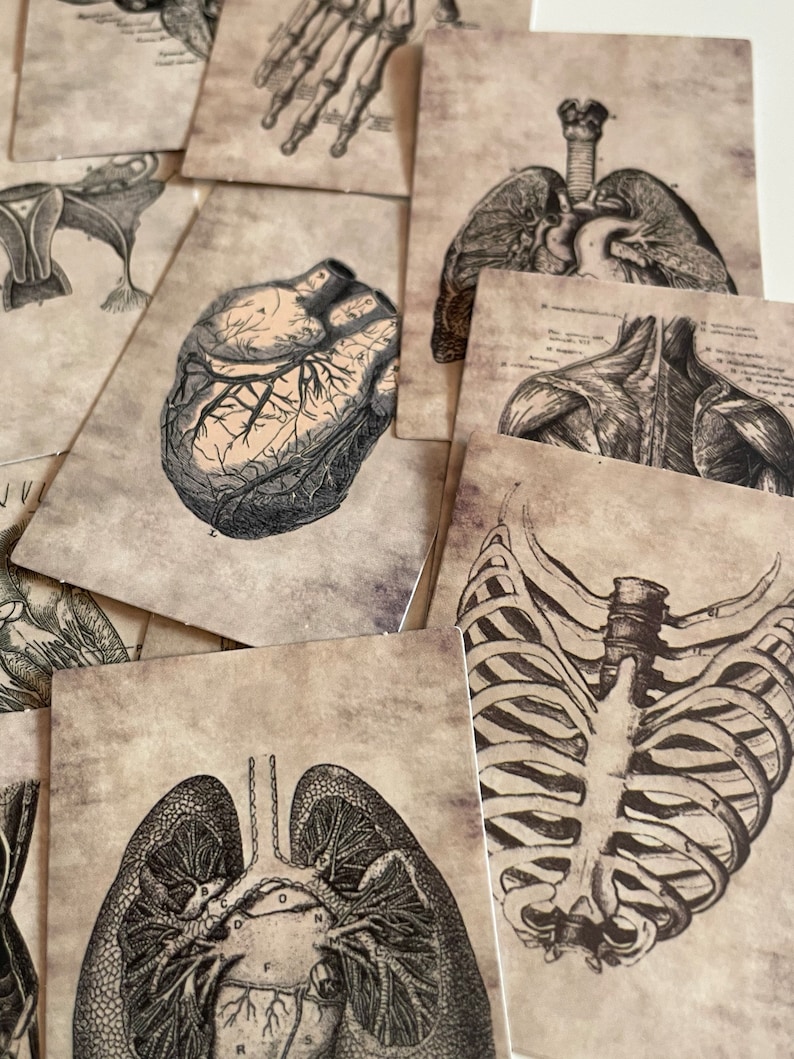 Anatomy Gothic Stickers Skull Lungs Skeleton Biology Body Anatomy Black