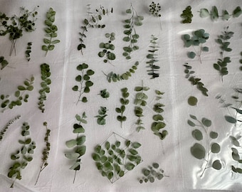May include: A collection of fresh eucalyptus branches and sprigs are arranged in an overhead shot. The leaves vary in shape and size, from small, round leaves to elongated, pointed ones. The color palette is dominated by shades of green, with some branches showing hints of brown.