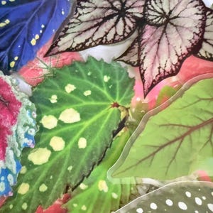 May include: An assortment of colorful begonia leaves in shades of green, pink, blue, and white. The leaves have unique patterns and textures, with some featuring spots and intricate vein details. The image is a close-up, showcasing the variety of leaf shapes.