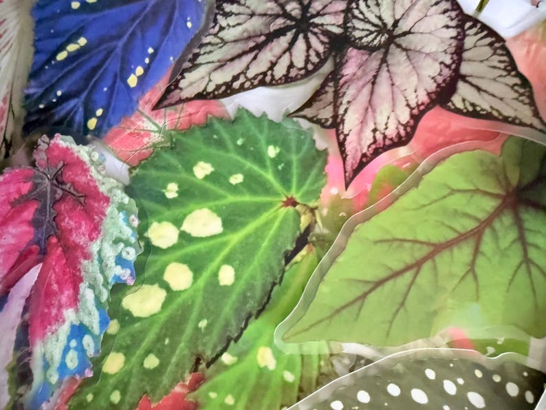 May include: An assortment of colorful begonia leaves in shades of green, pink, blue, and white. The leaves have unique patterns and textures, with some featuring spots and intricate vein details. The image is a close-up, showcasing the variety of leaf shapes.