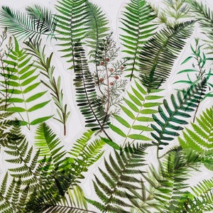 May include: A collection of various green fern and leaf stickers, with a transparent background. The stickers feature detailed illustrations of different types of ferns and other foliage, showcasing a range of green hues and textures.