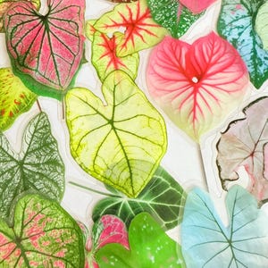 May include: A collection of colorful Caladium leaf stickers in various shapes and sizes. The leaves display a range of colors, including pink, green, red, and yellow, with intricate vein patterns. These decorative stickers are perfect for crafting and scrapbooking.