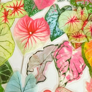 May include: A collection of colorful Caladium leaves in shades of pink, red, green, and blue. The leaves have intricate vein patterns and varying shapes, creating a vibrant and natural display. Some leaves have a watercolor effect.
