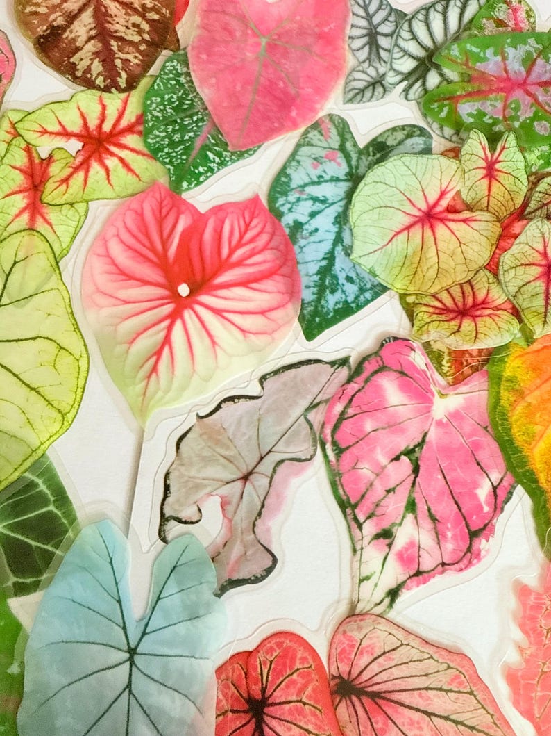 May include: A collection of colorful Caladium leaves in shades of pink, red, green, and blue. The leaves have intricate vein patterns and varying shapes, creating a vibrant and natural display. Some leaves have a watercolor effect.