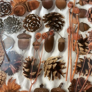 10 herfst bos eikelstickers. Bosplannerstickers. Dennenappel, pompoen, blad herfstblad. Dagboekstickers