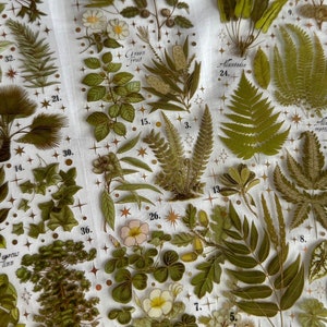 Op de afbeelding: Een witte achtergrond met gouden sterren en een verscheidenheid aan geperste groene planten en bloemen. De planten zijn gelabeld met nummers en namen, waaronder "Tree Fern", "Green Fruit", "Mantodia" en "Oprea tenu".