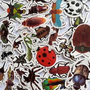 Grands autocollants insectes en vinyle | de décalcomanies découpées | Réutilisable | Insectes Araignées Fourmis Crawlies effrayants | Créations artisanales pour ordinateur portable