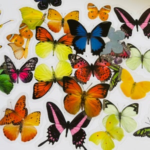 May include: A collection of colourful butterfly stickers with various wing patterns and colours, including blue, green, orange, pink, yellow and red.
