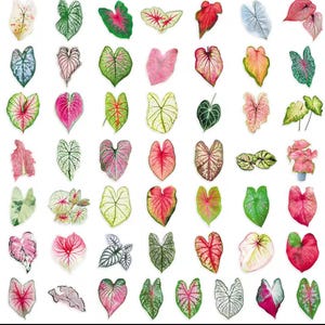May include: A collection of colorful Caladium leaves in various shapes and sizes. The leaves display a range of colors, including green, pink, red, and white, with intricate vein patterns. The image showcases the diversity of Caladium foliage.