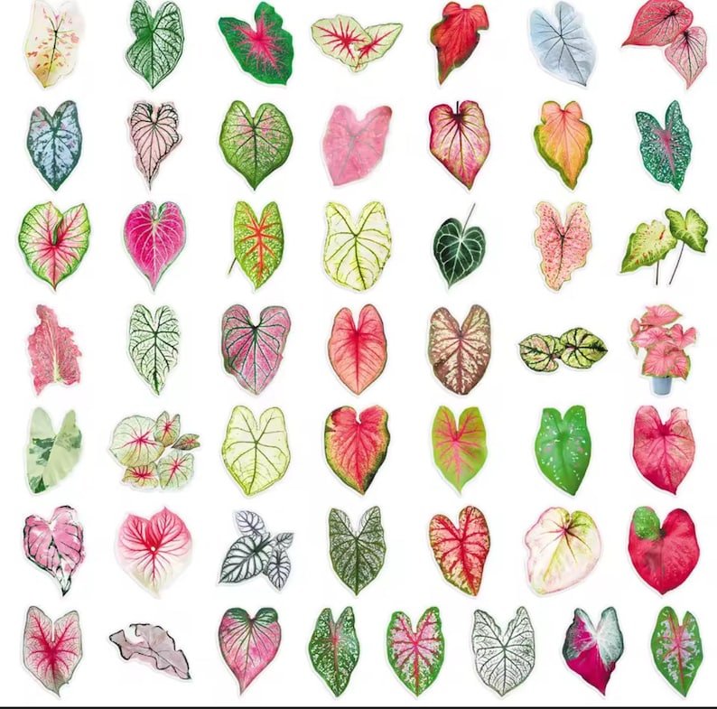 May include: A collection of colorful Caladium leaves in various shapes and sizes. The leaves display a range of colors, including green, pink, red, and white, with intricate vein patterns. The image showcases the diversity of Caladium foliage.