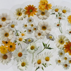 10 set di adesivi con fiori di margherita, adesivi con fiori, prato, adesivi con margherite, adesivi con fiori bianchi, adesivi floreali hippie boho, fiori di prato