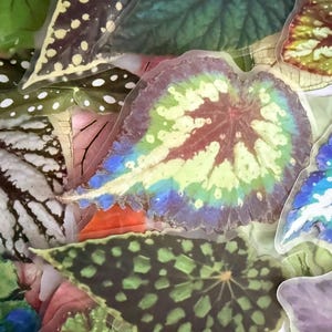 May include: An assortment of colorful begonia leaves with various patterns and hues. The leaves display shades of green, blue, purple, and red, with unique spot and vein designs. The image showcases the natural beauty and diversity of plant foliage.