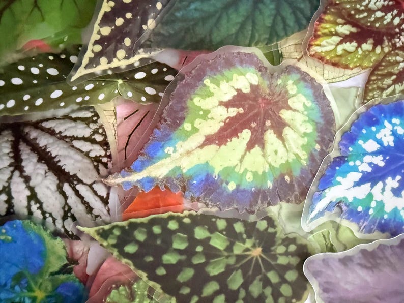 May include: An assortment of colorful begonia leaves with various patterns and hues. The leaves display shades of green, blue, purple, and red, with unique spot and vein designs. The image showcases the natural beauty and diversity of plant foliage.
