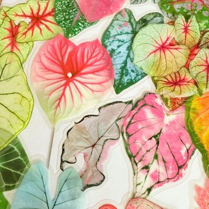 May include: An assortment of colorful Caladium leaves in shades of pink, red, green, and blue. The leaves have intricate vein patterns and varying shapes, creating a vibrant and natural display. Some leaves have a watercolor effect.