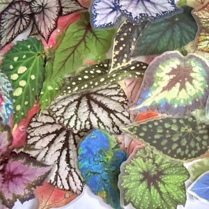 May include: A collection of colorful begonia leaves in various shapes and patterns. The leaves display a range of colors, including green, pink, blue, and white, with intricate veining and spotted textures. The image showcases the diversity of begonia foliage.