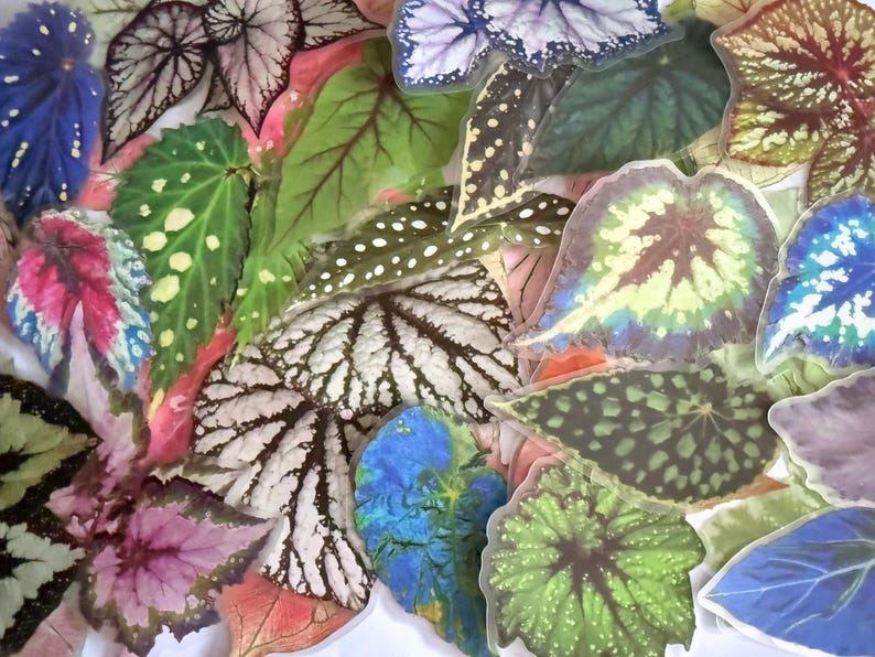 May include: A collection of colorful begonia leaves in various shapes and patterns. The leaves display a range of colors, including green, pink, blue, and white, with intricate veining and spotted textures. The image showcases the diversity of begonia foliage.