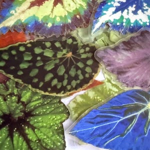 May include: A collection of colorful leaf-shaped stickers. The leaves display a variety of patterns and colors, including green, blue, purple, and yellow. Some leaves have a speckled design, while others have intricate veining.