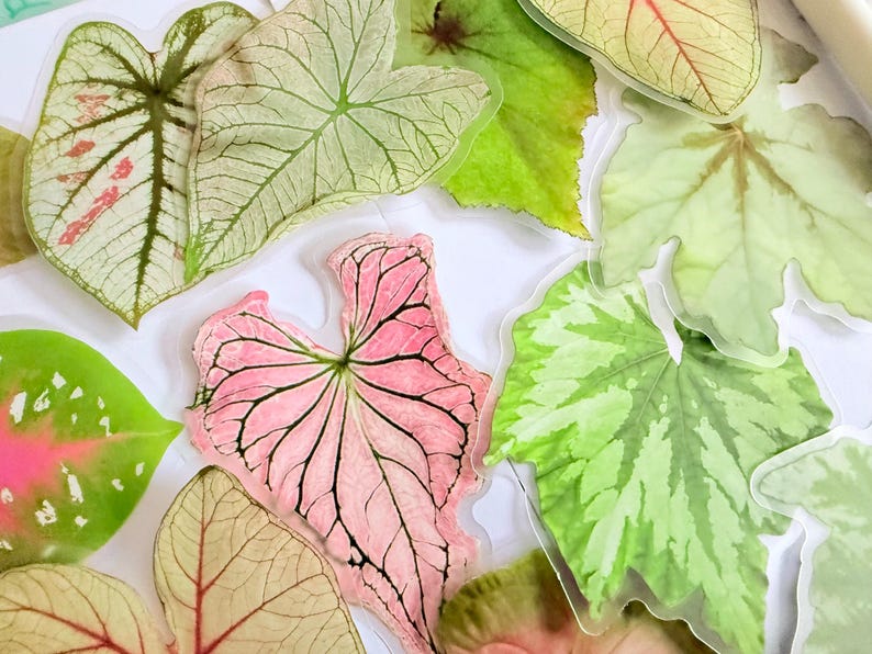 May include: An assortment of colorful leaf-shaped stickers. The leaves vary in shades of green, pink, and cream, with intricate vein patterns. Some leaves have pink or red accents, while others are a solid green.