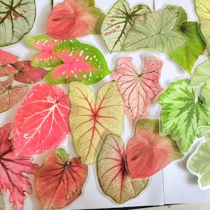 May include: A collection of colorful leaf stickers in various shapes and sizes. The leaves display shades of pink, green, and yellow with intricate vein patterns. Some leaves have a speckled appearance, while others are solid.