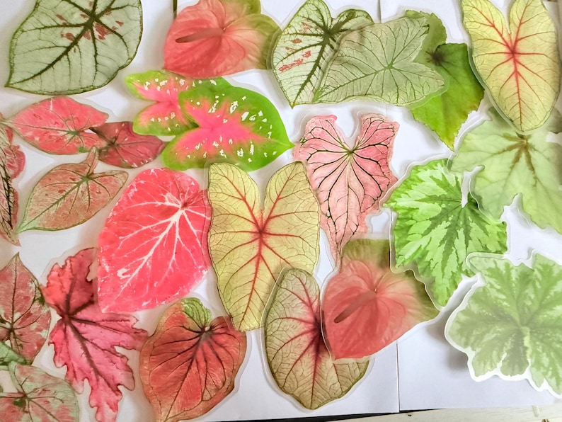 May include: A collection of colorful leaf stickers in various shapes and sizes. The leaves display shades of pink, green, and yellow with intricate vein patterns. Some leaves have a speckled appearance, while others are solid.