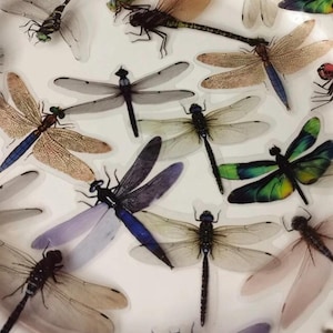 Dragonfly sticker sets,  bullet journal stickers, craft, nature butterfly, dragonfly craft supplies