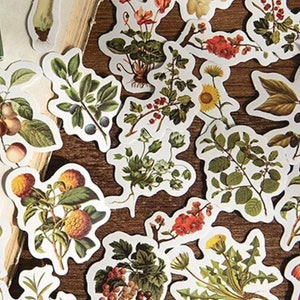 Paquete de pegatinas de plantas vintage, 10 pegatinas de bosque, álbum de recortes de naturaleza, pegatinas de hojas de otoño, accesorios para planificador de otoño