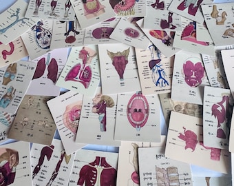 May include: A collection of vintage anatomical illustrations printed on cards. The cards feature various organs and body parts, including the heart, lungs, stomach, and intestines. The illustrations are in black and white with red and blue accents. The cards are labeled in Chinese characters.