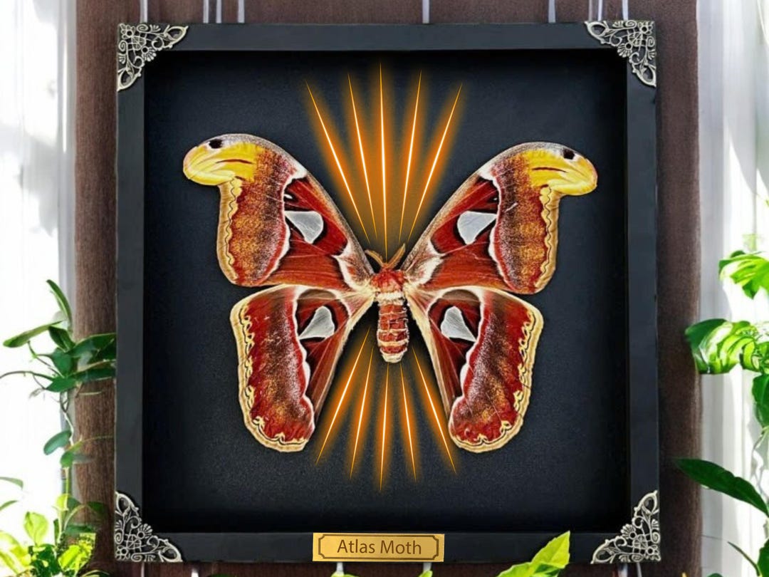 Real Framed Giant Atlas Moth Shadow Box Dried Butterfly Insect ...