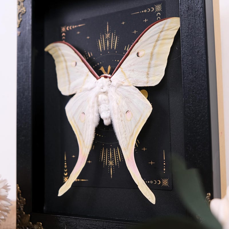 Echte Luna Motte gerahmt Gothic Mond Hexe Wand Viktorianisch Goth Goblincore Cottagecore Fairycore Kuriosität Hängezimmer Geschenk Exemplar Sammlung