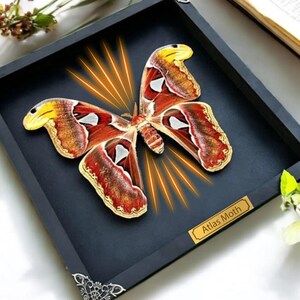 Real Framed Giant Atlas Moth Shadow Box Dried Butterfly Insect ...
