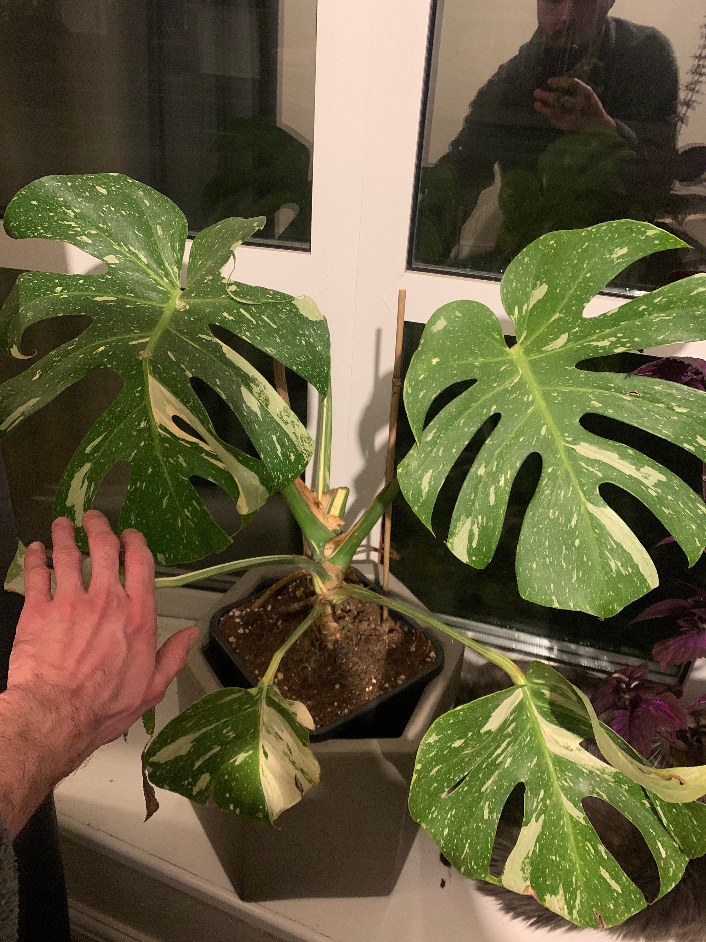 Monstera mint noid - Etsy 日本 Monstera mint noid - Etsy 日本