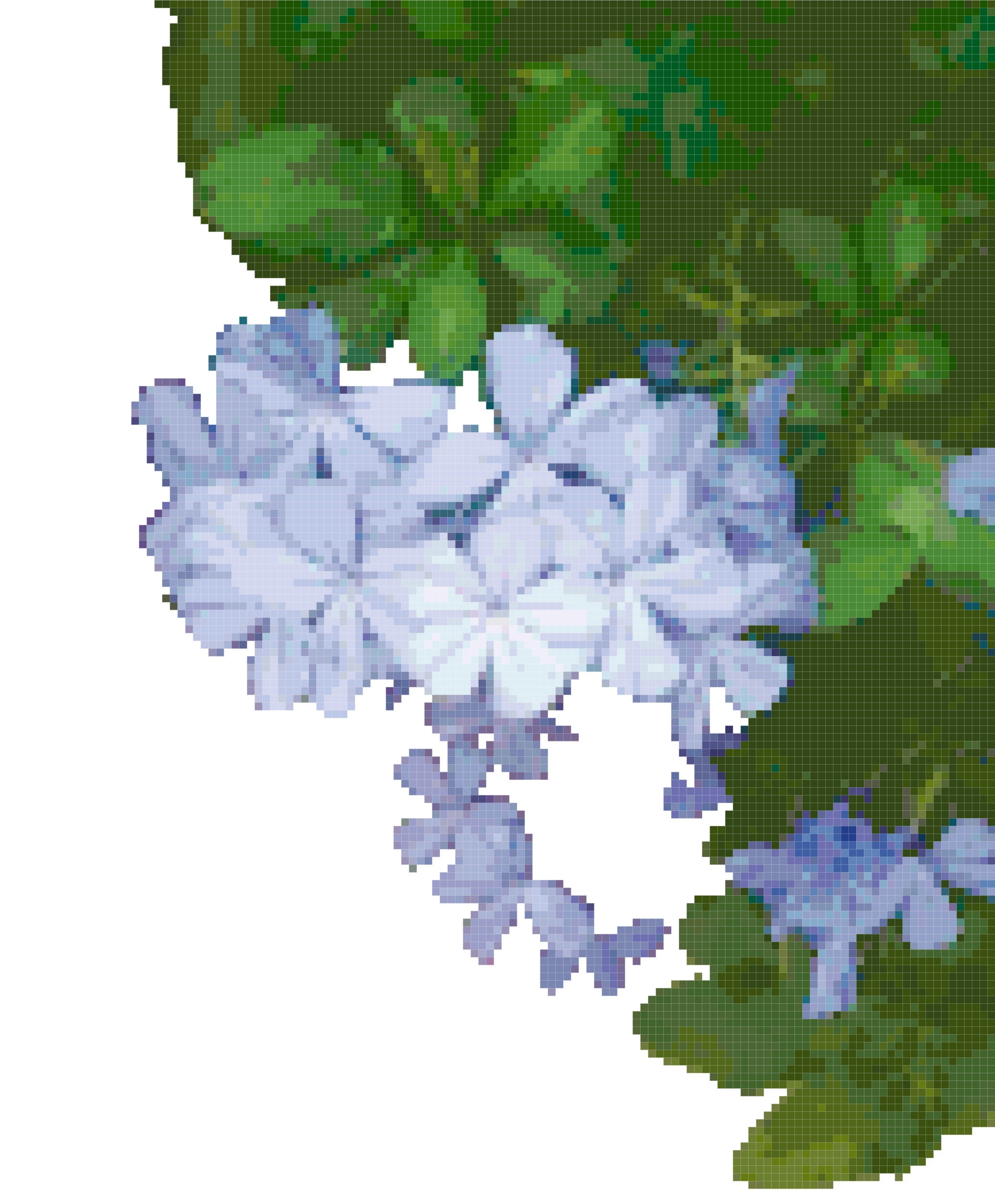 Schema punto croce floreale primavera blu