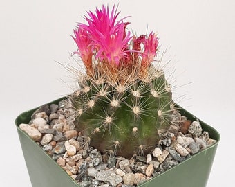 Neoporteria Villosa | 3.5 inch | Eriosyce Villosa | Blooming Cactus