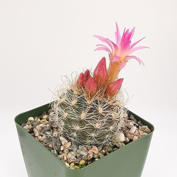 Neoporteria Nidus Senilis | 3.5 inch | Blooming Cactus