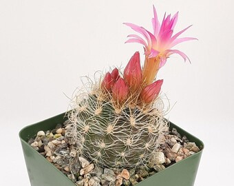 Neoporteria Nidus Senilis | 3.5 inch | Blooming Cactus